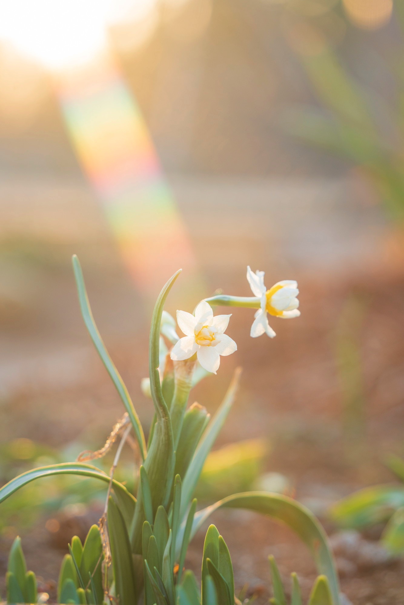 Example photo of narcissus taken with Natural Cross filter