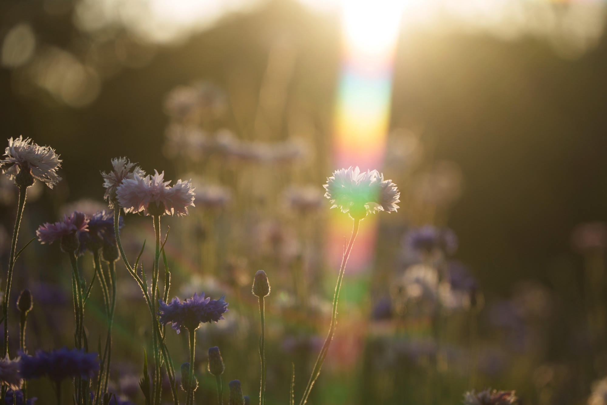 A sample photo taken with the PRO1D R-Natural Cross filter