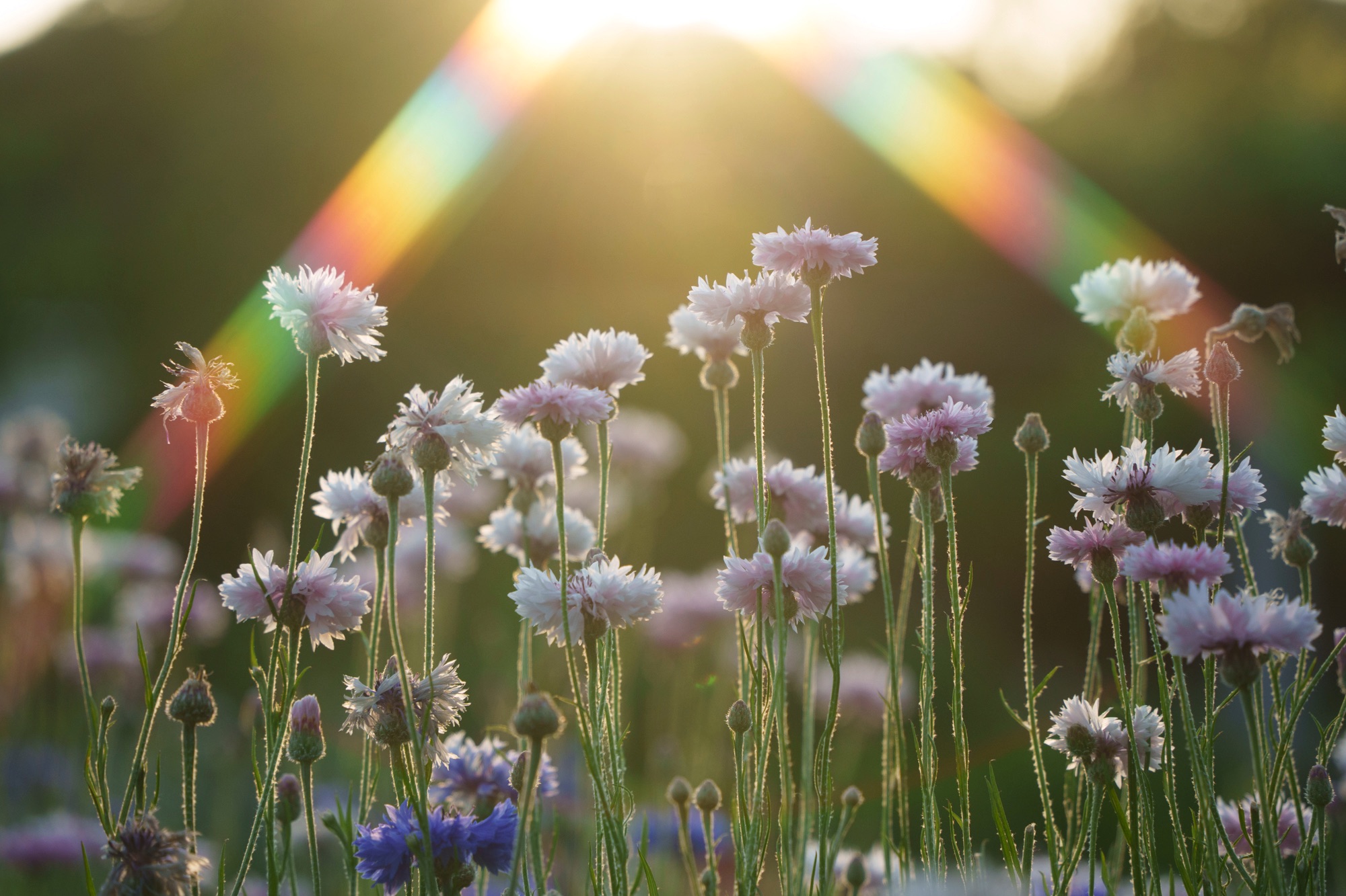 Sample photos of the Yagurumagi capturing rainbow-colored rays of light on Natural Cross film