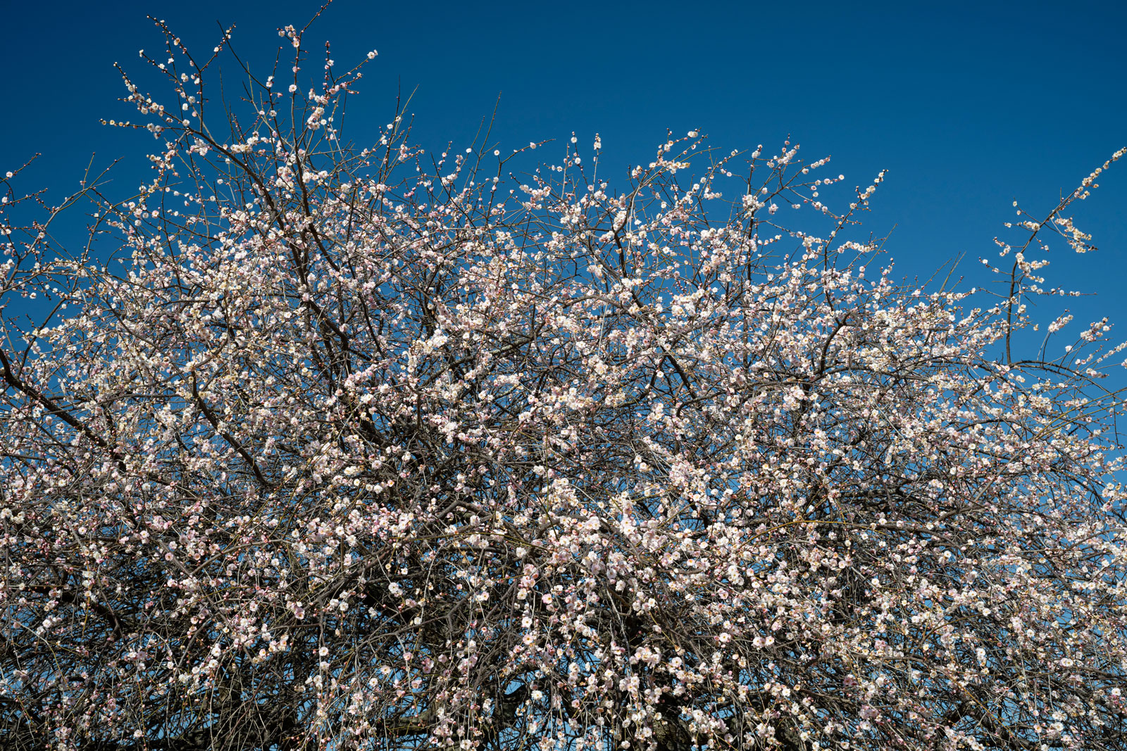 With Kenko REALPRO C-PL