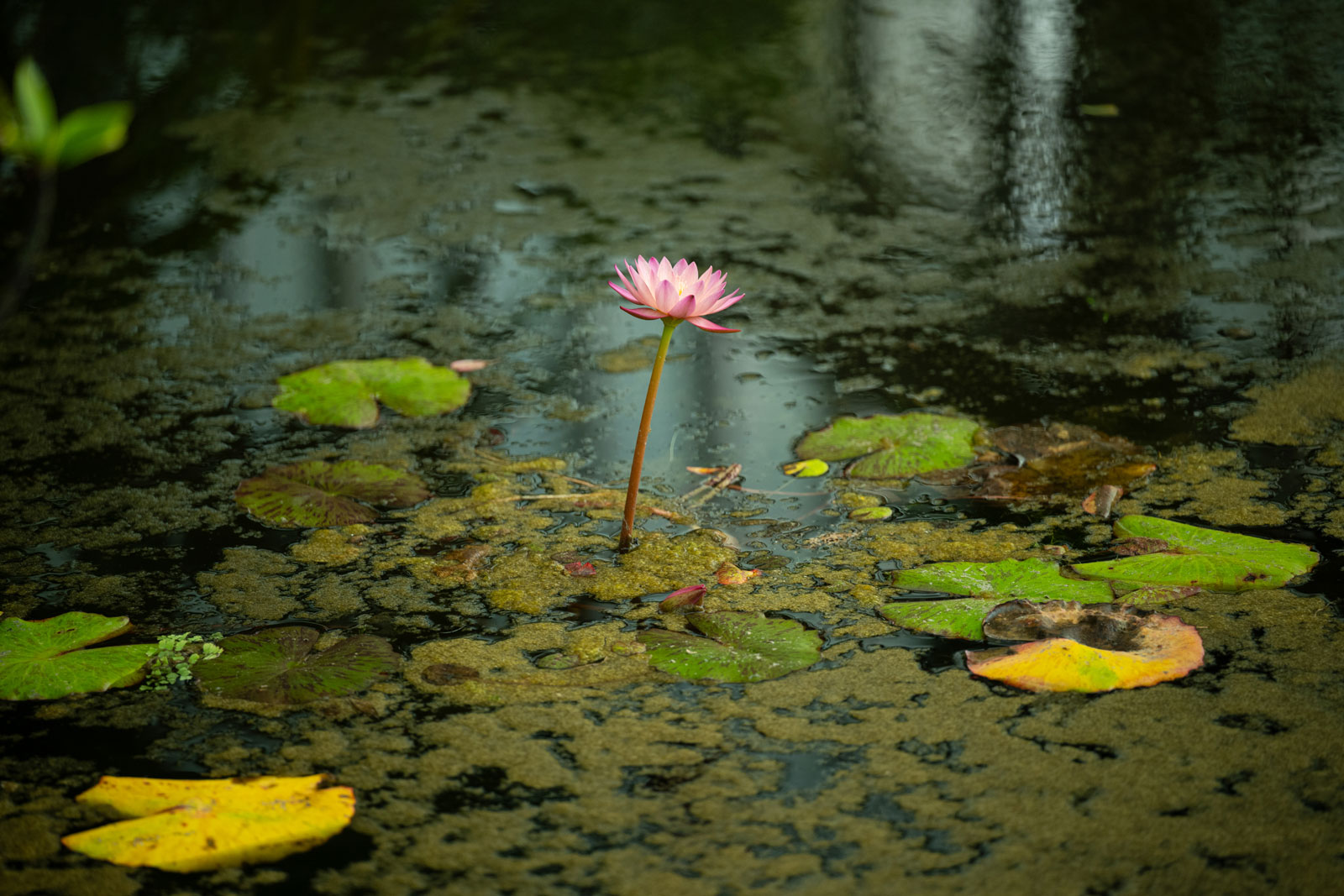 With Kenko REALPRO C-PL