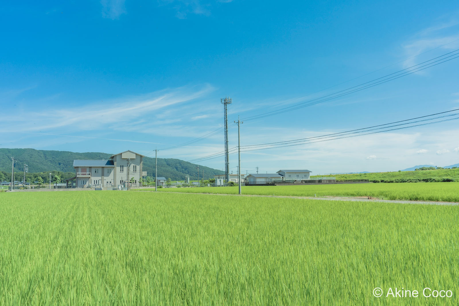 With Kenko NOSTALTONE GREEN filter