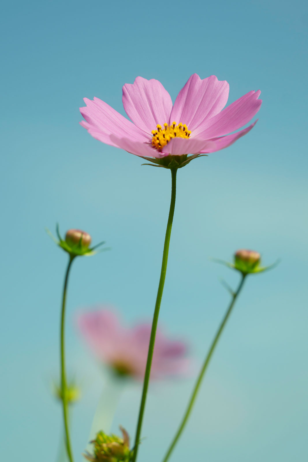 With Kenko NOSTALTONE GREEN filter