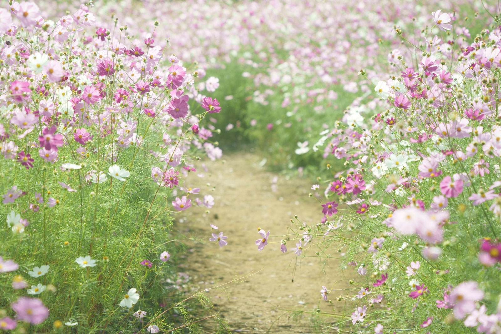 With Kenko NOSTALTONE GREEN filter