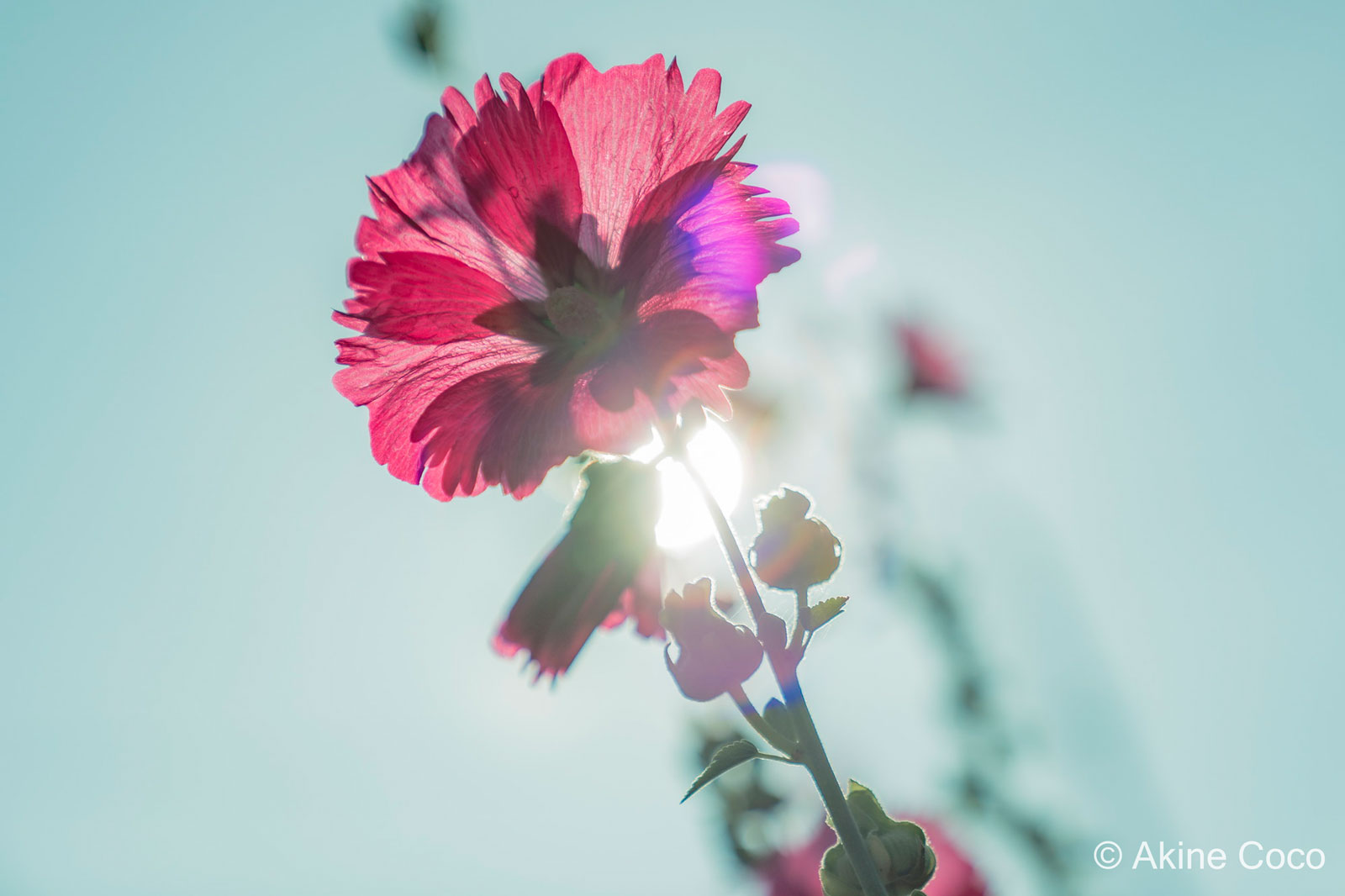 With Kenko NOSTALTONE GREEN filter