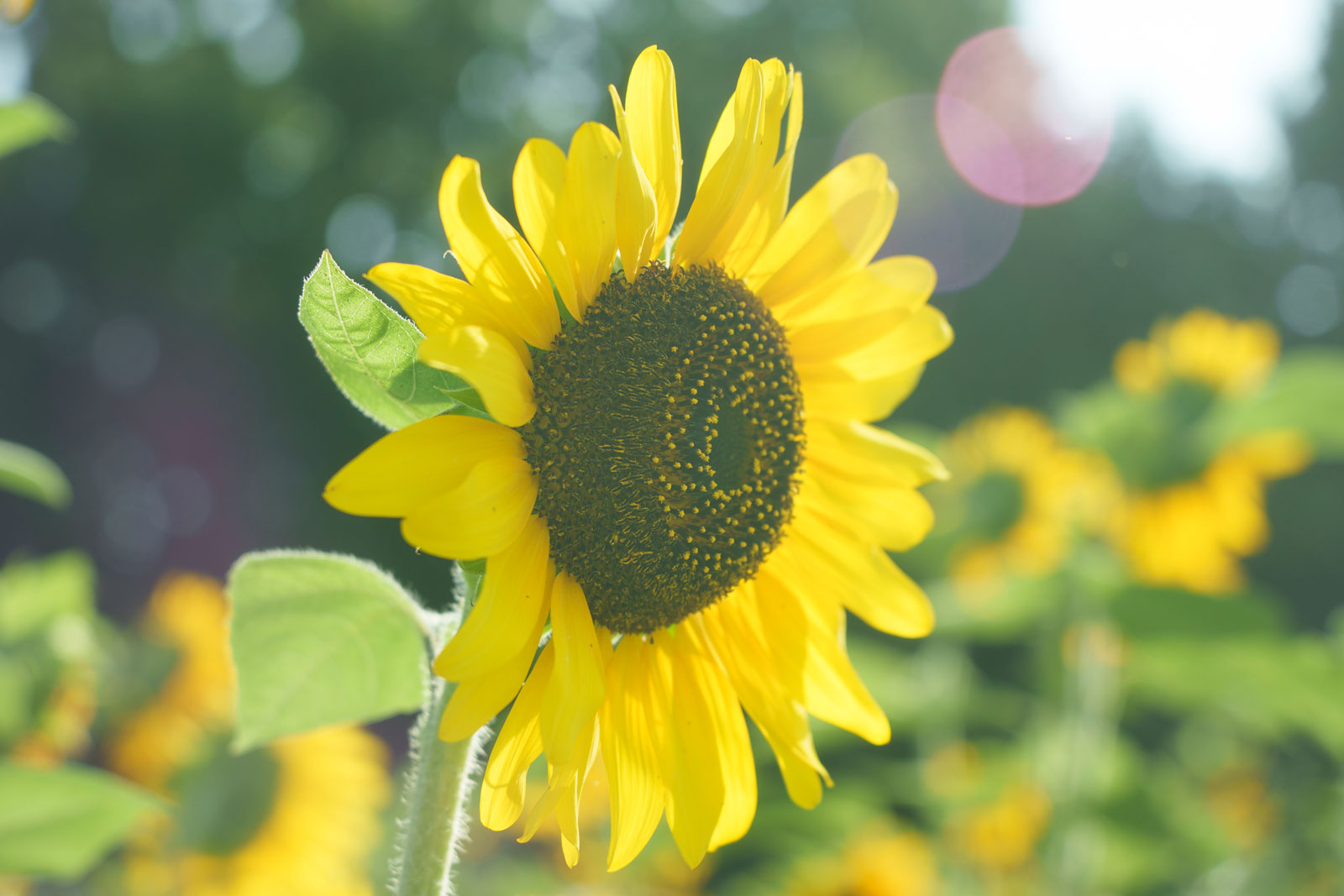 With Kenko NOSTALTONE GREEN filter