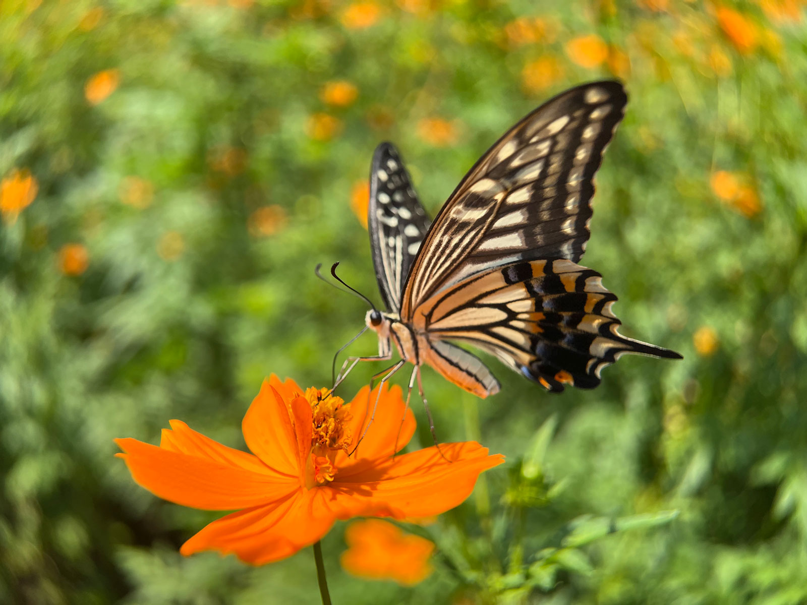 With EXAPRO Clip Lens Macro