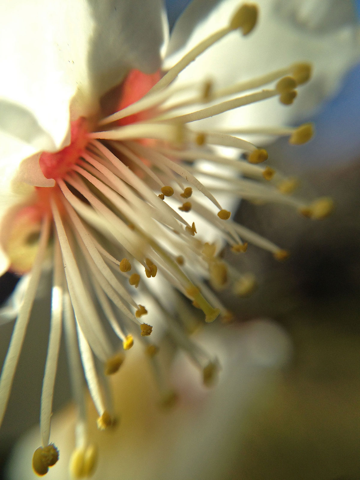 Kenko Global - Shooting Japanese plum blossoms in macro