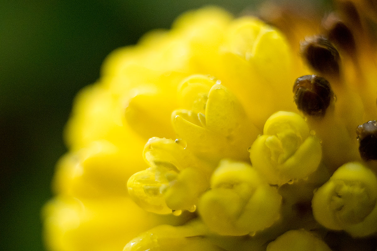 12-40@40mm + extension tube of 16mm (1 ring)