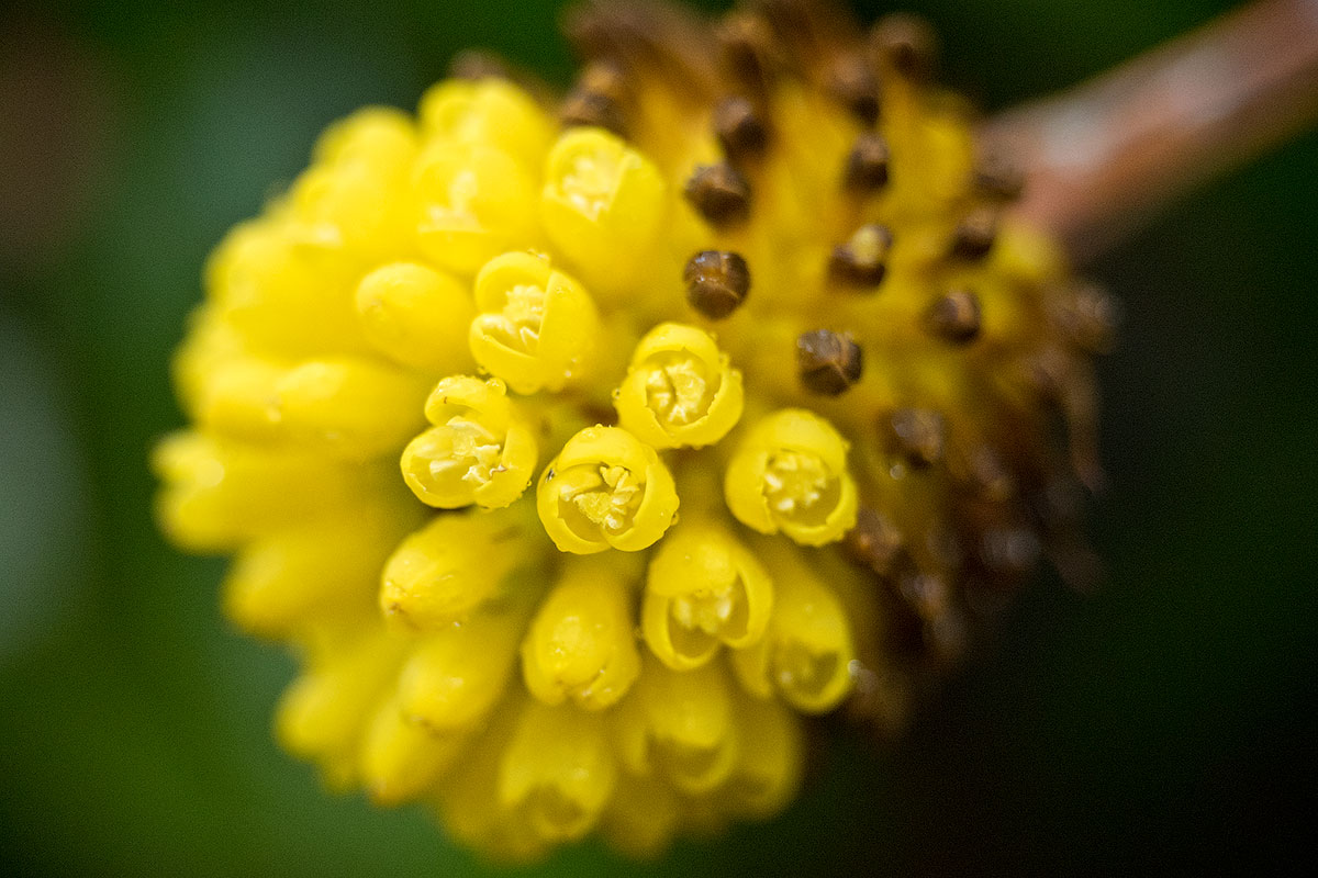 12-40@40mm (w/o close-up filters and extension tubes)