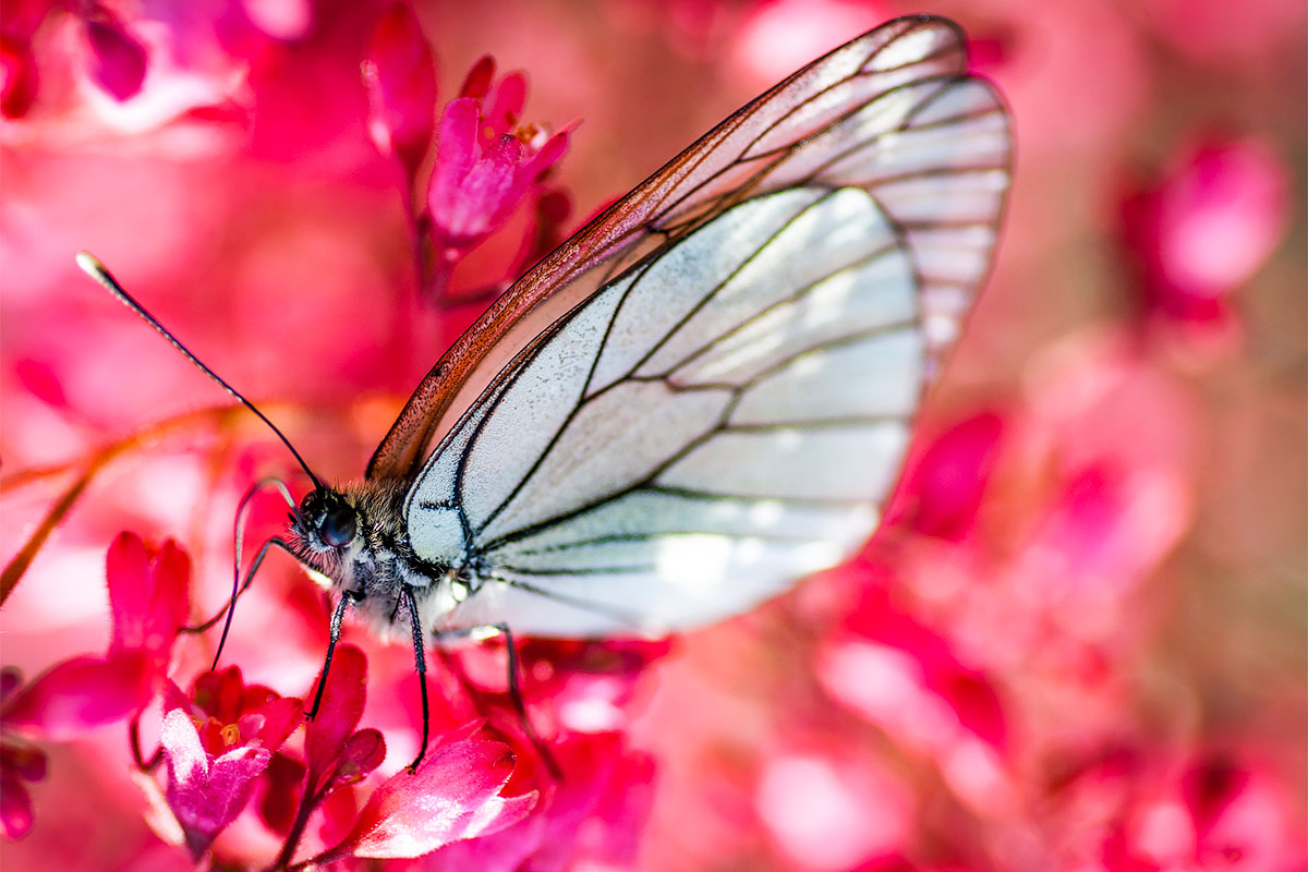 Macro photography