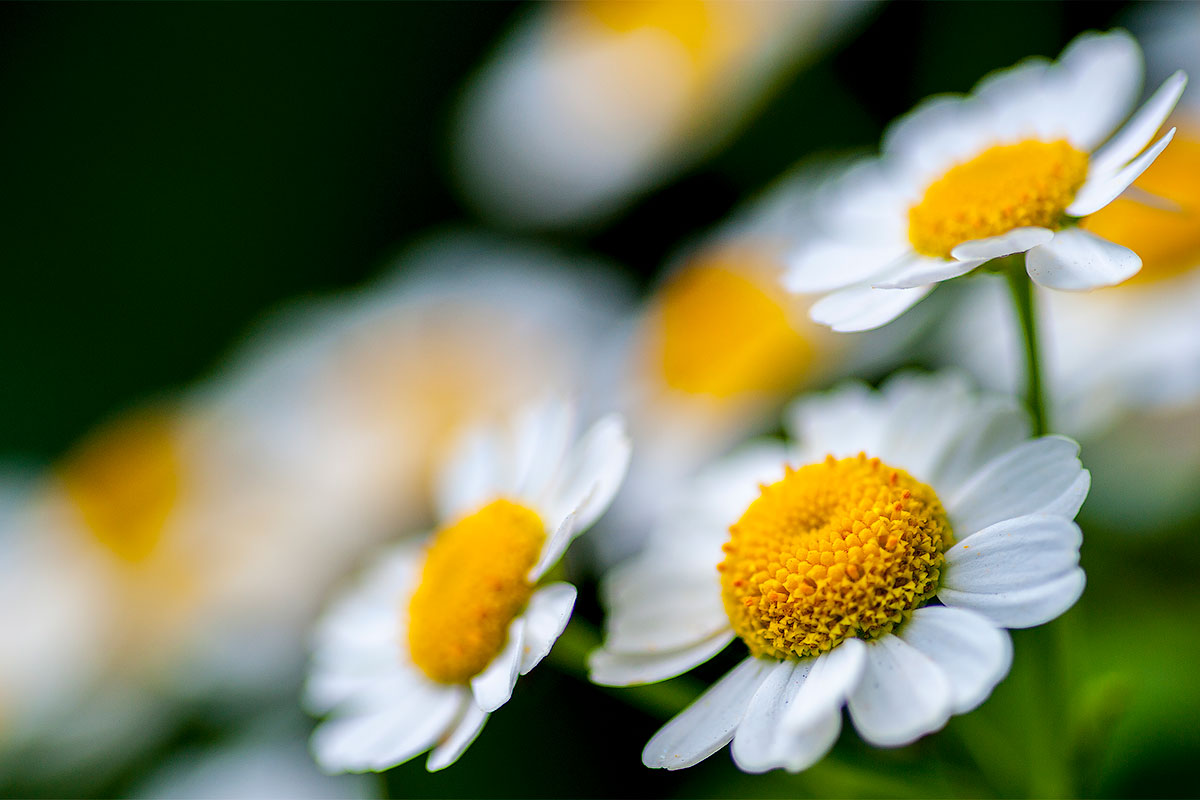 Tokina 100mm f2.8 macro lens