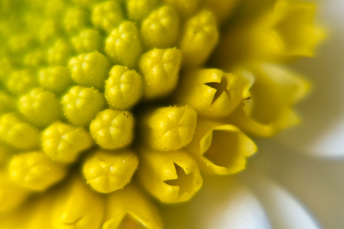 40-150@150mm f/8 + CLOSE-UP No.1,2,3,4 filters + extension tubes set of 26mm (2 rings)