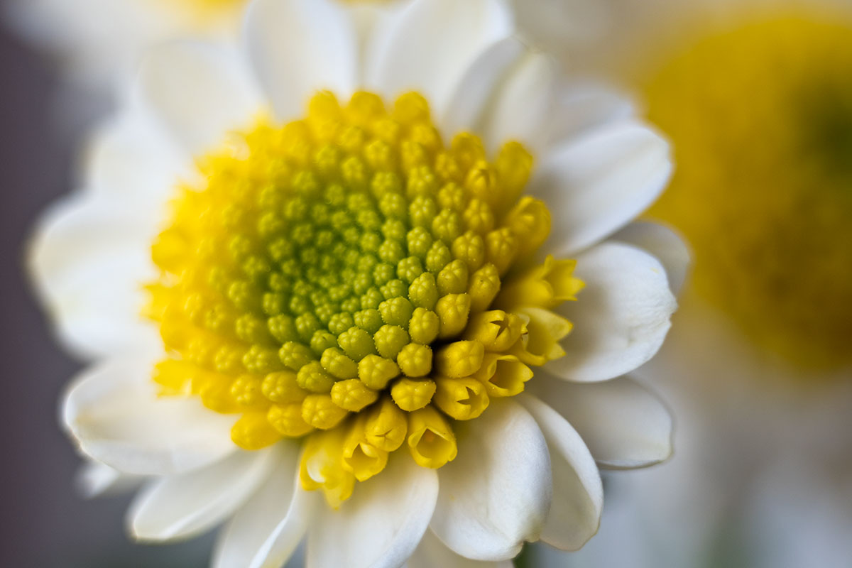 40-150@150mm f/2.8 + extension tubes set of 26mm (2 rings)