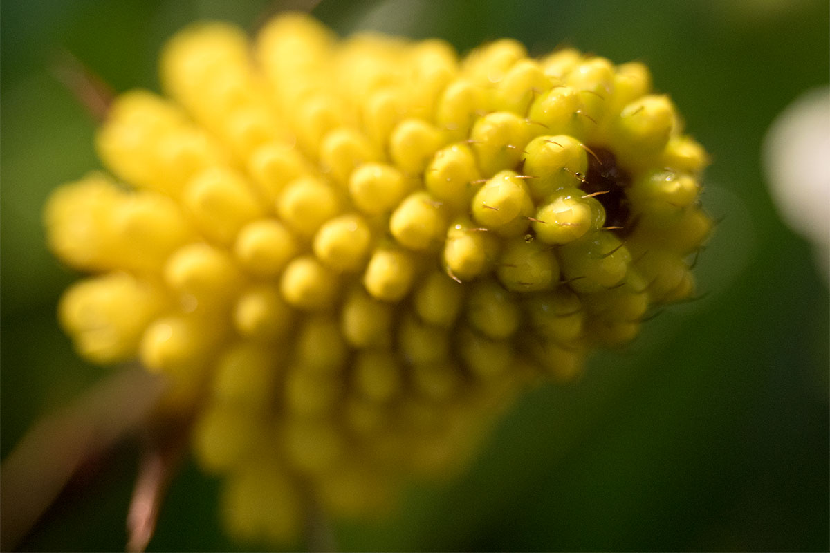 12-40@40mm (w/o extension tubes)