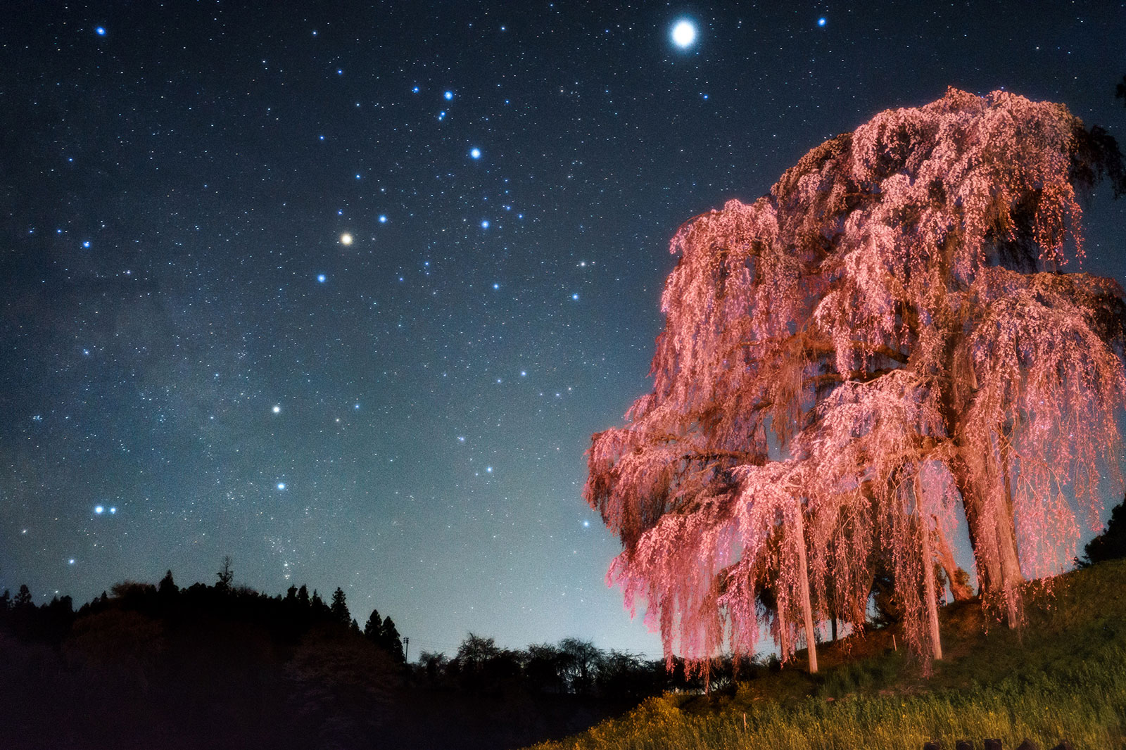 International Filter Photo Contest: 2018 Edition - Excellent works prize | "Co-starring Cherry 'Ipponzakura' and Scopion" by Masanori Bamba | Filter: Pro Softon A