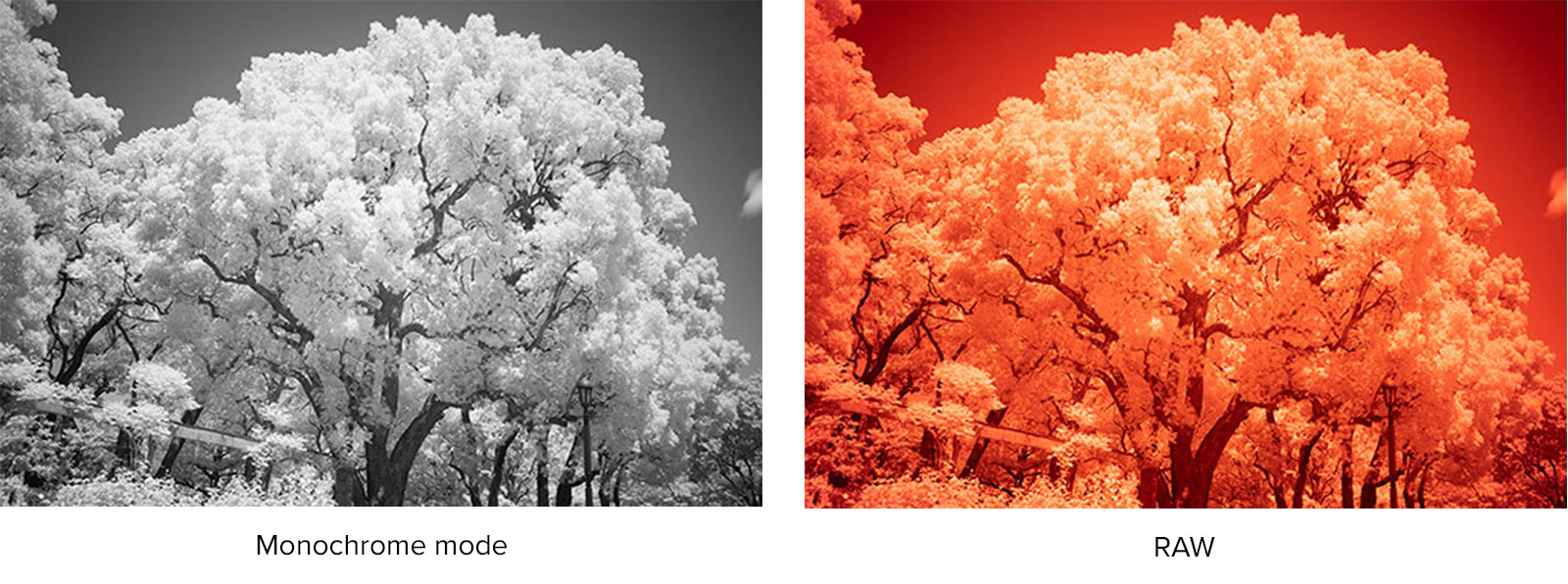 Infrared photography can be captured in monochrome for a classic look or in RAW format for advanced post-processing and color infrared workflows.