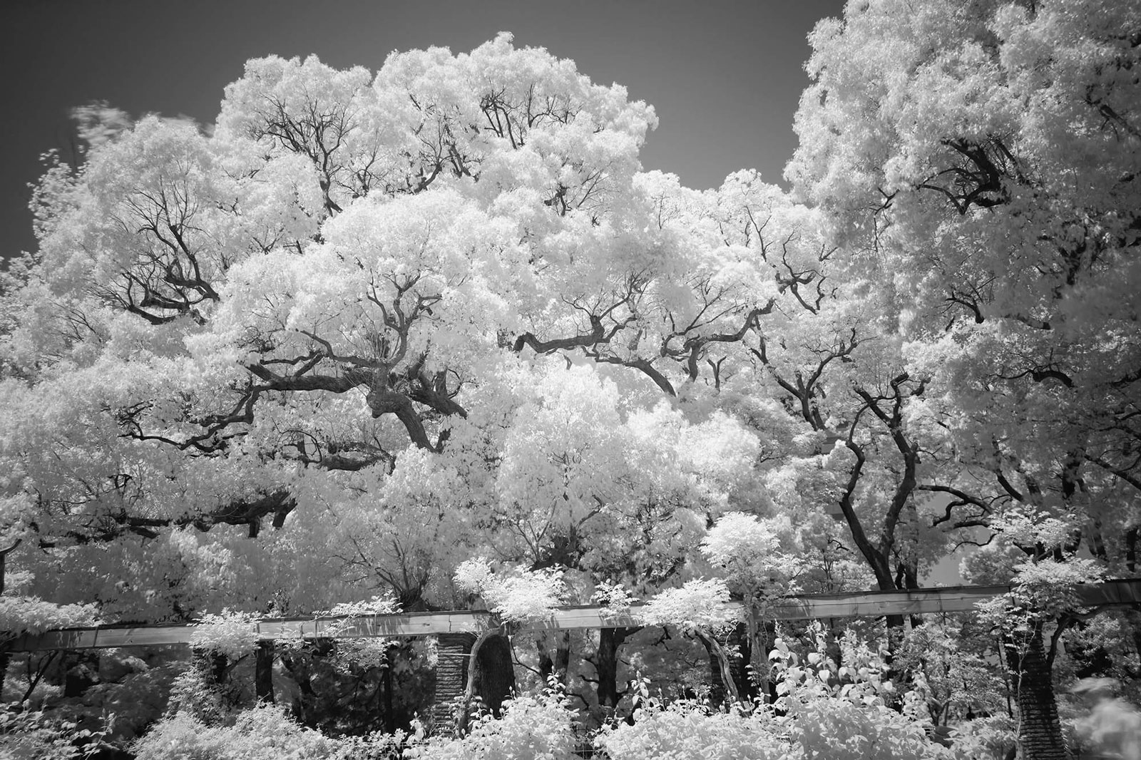 Healthy foliage photographed on a bright sunny day reflects large amounts of infrared light, creating the brilliant white tones characteristic of infrared photography.